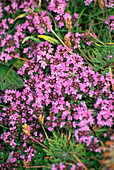 Thymus polytrichus