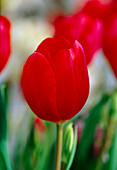Tulipa Mary Go Round