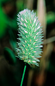 Hare's foot clover (Trifolium arvense)