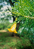 Yellow oleander (Thevetia peruviana)
