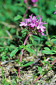 Thyme (Thymus longicaulis)