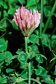 Trifolium pratense semipurpureum