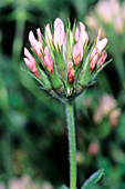 Starry clover (Trifolium stellatum)