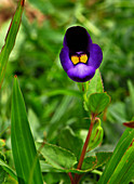 Torenia bicolor