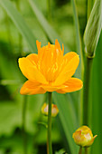 Asian globeflower (Trollius asiaticus)
