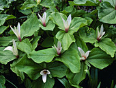Trillium chloropetalum ssp. giganteum