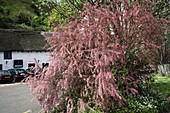 Tamarix blossom (Tamarix gallica)