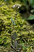 Cotswold pennycress (Thlaspi perfoliatum)