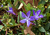 Herbaceous periwinkle (Vinca herbacea)