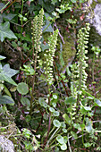 Wall pennywort (Umbilicus rupestris)