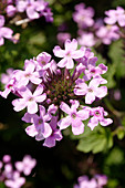 Verbena 'Toronto Silver Pink'