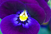 Purple pansy (Viola sp.)