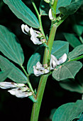 Bean plant (Vicia faba)