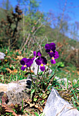 Wild pansies (Viola eugeniae levieri)