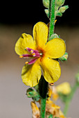 Wavyleaf mullein (Verbascum sinuatum)