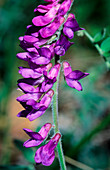 Vicia cracca incana