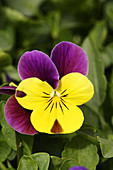 Pansy (Viola tricolor 'Sunny Royal')