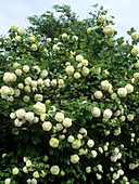 Snowball bush (Viburnum opulus 'Sterile')