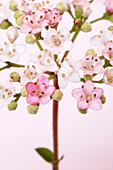 Viburnum flowers (Viburnum sp.)