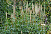 Veronicastrum virginicum 'Album'