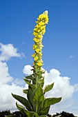 Great mullein (Verbascum thapsus)