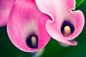 Calla lilies (Zantedeschia hybrid)