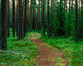 path through forestry