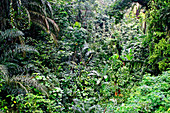 Urban rainforest