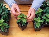 Fuchsia cuttings