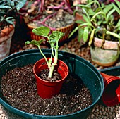 Potting up rooted cutting