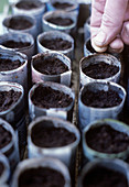 Gardener sowing seeds