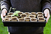 Tray of geraniums in pots