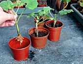 Planting geranium cuttings