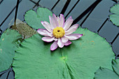 Giant water lily (Nymphaea gigantea)