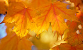 Maple leaves (Acer saccharum)