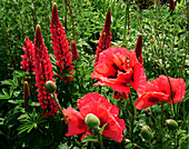 Poppy 'Watermelon' and Russell Lupin