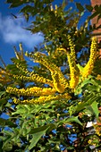 Mahonia x charity