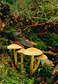 Clump of Sulphur Tuft fungus growing on w