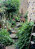 Urban garden,London