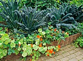 Potager,RHS ROSEMOOR