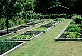 Vegetable garden 28