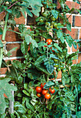 Tomato plant growing up a wall