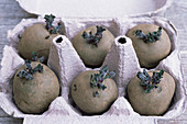 Chitted potatoes in an egg box