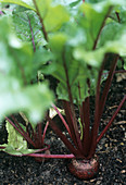 Beetroot (Beta vulgaris 'Bolthardy')