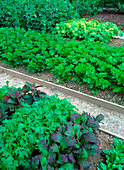 Vegetable garden