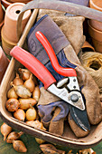 Secateurs and gloves