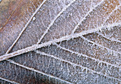 Frost crystals on leaf