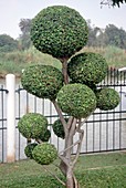 TOPIARY