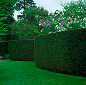 Clipped hedges