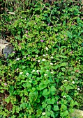 Hedgerow plants